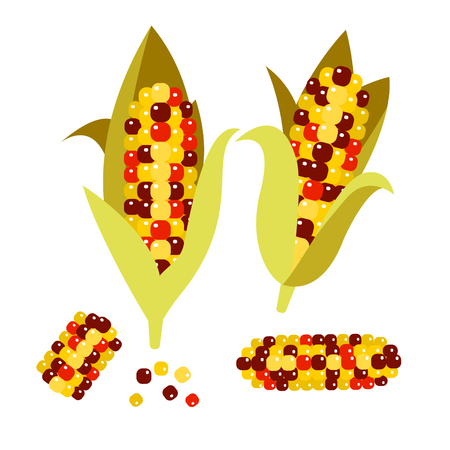 Flint or calico corn vector illustration. Maize ear or cob. Yellow sweetcorn and seeds.のイラスト素材