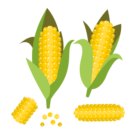Corn vector illustration. Maize ear or cob. Yellow sweetcorn and seeds.のイラスト素材