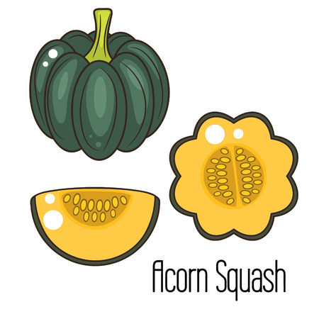 Acorn squash cartoon vector illustration. Green pumpkin whole vegetable and slice.のイラスト素材