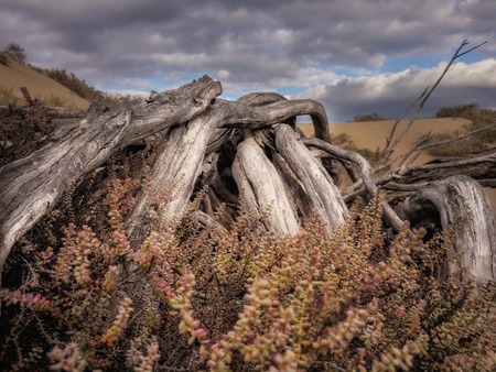 Vegetation and trunks in the dunesの写真素材