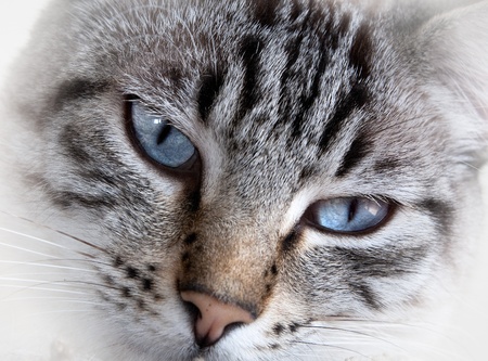 My cat Cosme with nice eyes.の写真素材