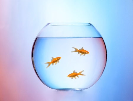 Isolated aquarium with three goldfishの写真素材