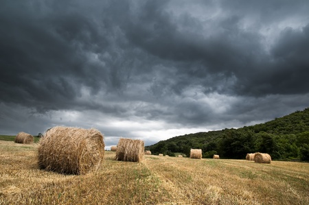 Storm over golden cereal field の写真素材