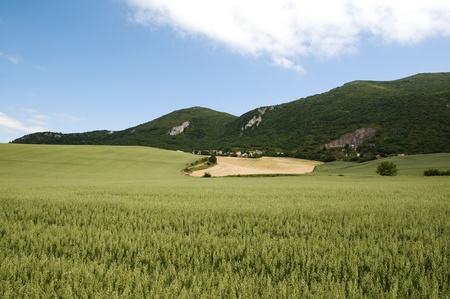 Cereal landscape in front of the mountainsの写真素材