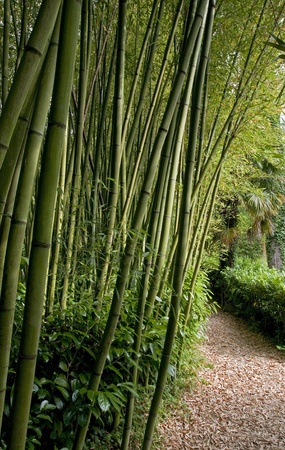 Path next to the Bamboo forestの写真素材