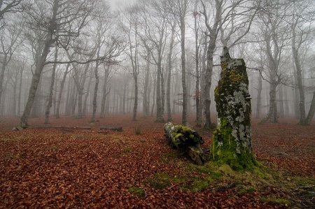 Autum forest in a foggy dayの写真素材