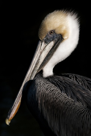 A portrait of a Florida´s pelicanの写真素材