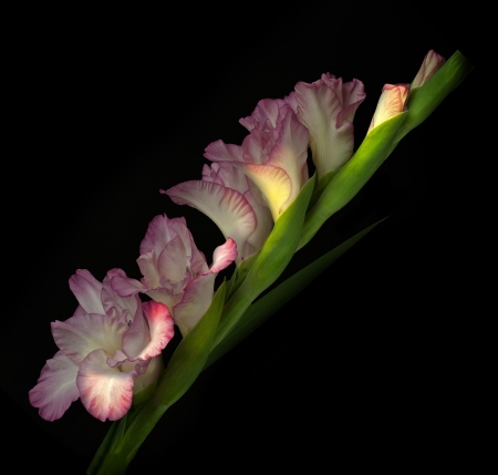 Pink gladiols on black backgroundの写真素材