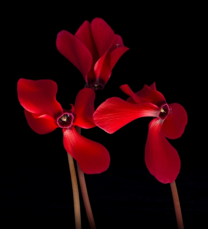 The red cyclamen isolated on black backgroundの写真素材