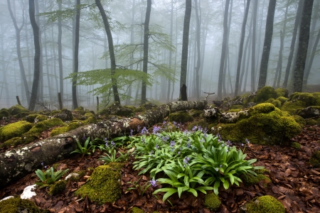 Spring in the forest in a foggy dayの写真素材