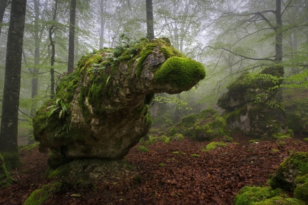 Spring in the forest in a foggy dayの写真素材