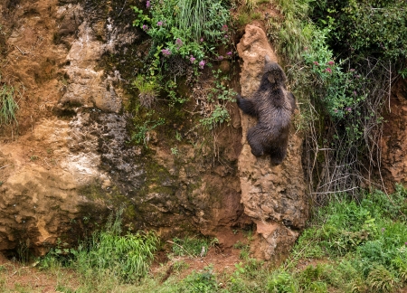 Brown bear climbing on the rockの写真素材