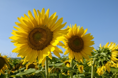 The big sunflowers in the field and skyの写真素材