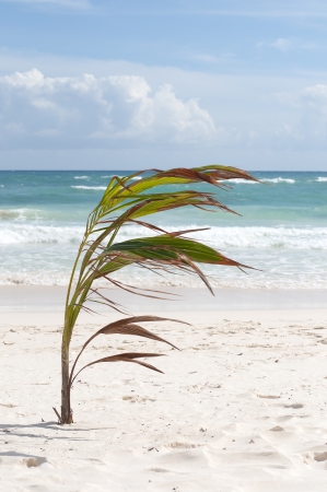 Palm and tropical beach, tulum, mexicoの写真素材