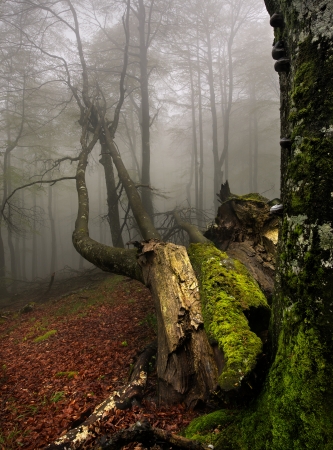 Spring in the forest in a foggy dayの写真素材