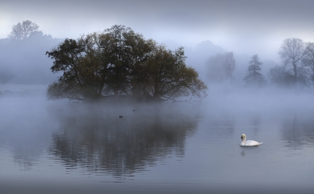 Mute swan swimming in lake during sunriseの写真素材