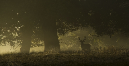 Red deer in a misty morning, Richmond forestの写真素材
