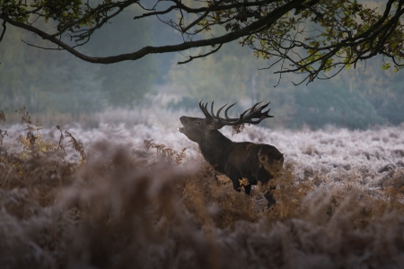 Red deer in a misty morning, Richmond forestの写真素材
