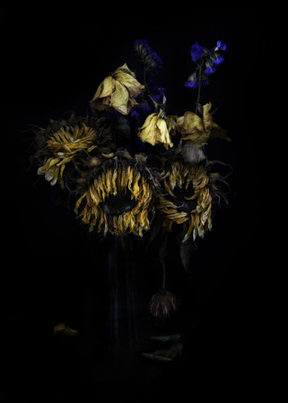 Dry flowers isolated on black backgroundの写真素材
