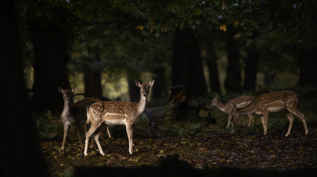 Group of female fallow deer in the forest at sunriseの写真素材
