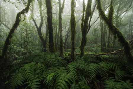 Laurisilva rain forest, Anaga mountains, Canary Islandsの写真素材