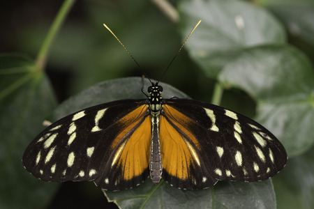 Colorful butterfly standing over a leaf in a cloudy dayの写真素材