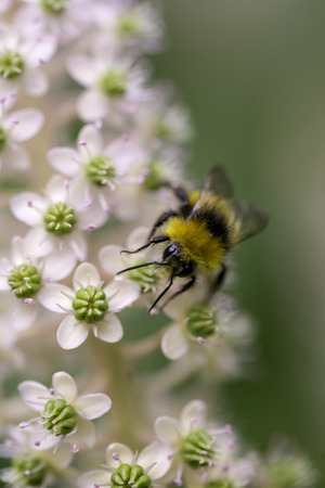 Bee working over a white wild flower