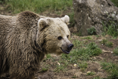 Brown European bear portrait looking his territoryの写真素材