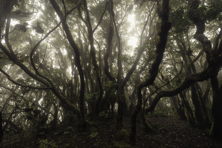 Laurisilva forest in a foggy day, Tenerife, Spainの写真素材