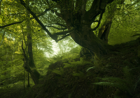 Beech old forest in Asturias, Spainの写真素材