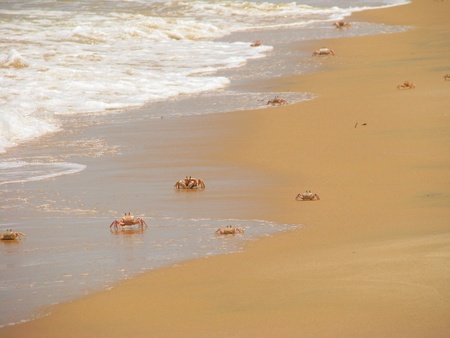Crabs on the beach on Bazaruto Island, Mozambique