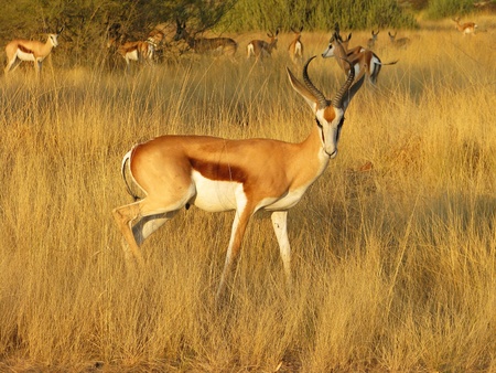 An impala standing side on in long grass, Etosha Natinal Park, Namibia