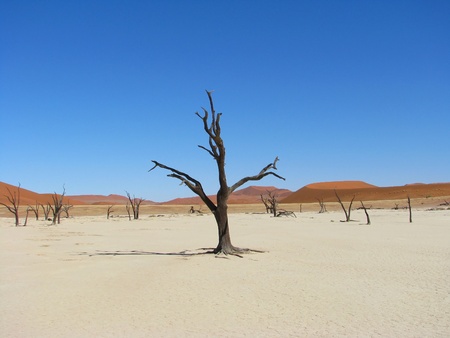 Dead trees and red dune in Deadvlei (Death valley), Sossusvlei, Namib-Naukluft National Park of Namibiaの写真素材