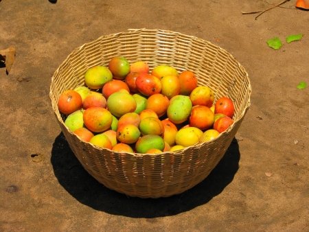 Basket full of juicy, ripe mangoes in Mozambiqueの写真素材