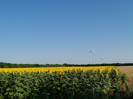 Wind power farm, located in sunflower fieldの写真素材