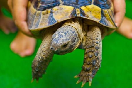 The child is played with a turtleの写真素材
