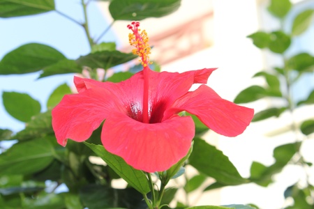 Bright beautiful Chinese roseの写真素材