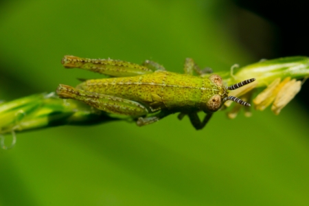 The small grasshopper sits on a branch and pads holds a branch part