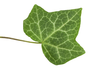 Leaf of a tree the Ivy on the isolated white backgroundの写真素材