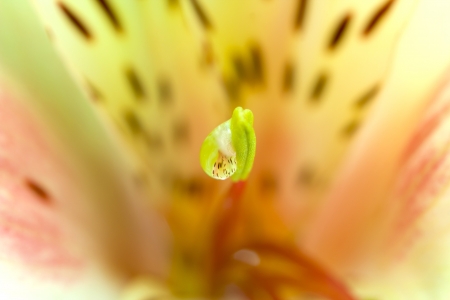 Background from an orchid with dew close upの写真素材