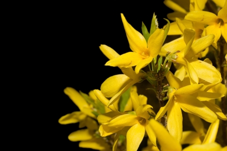 Yellow flowers on a black background isolatedの写真素材
