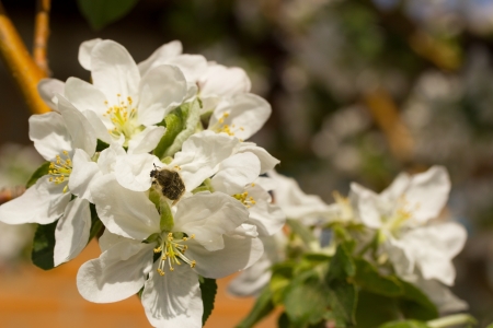 Insects on flowers cherry on a background of foliageの写真素材