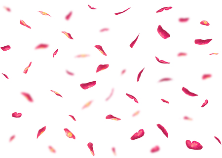 Valentine's day background or cards made of rose petals. In the background are blurred rose petals. Isolated white backgroundの写真素材