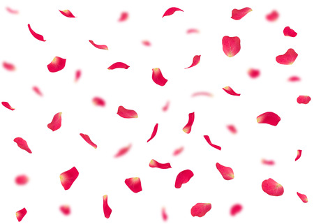 Valentine's day background or cards made of rose petals. In the background are blurred rose petals. Isolated white backgroundの写真素材