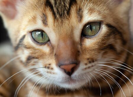 Face of a Bengal cat in macro scaleの写真素材