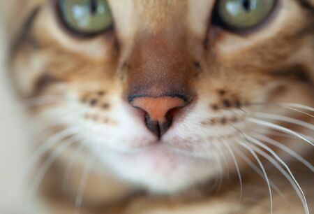 A Bengal cat lies and looks at the camera. The nose is in the sharpness zone. Macro scaleの写真素材