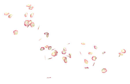 White roses with red borders fly in the air. Isolated white backgroundの写真素材