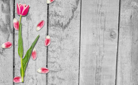 A tulip with scattered petals lies on the boards. On the right is a free space for your ideas. Tulip...