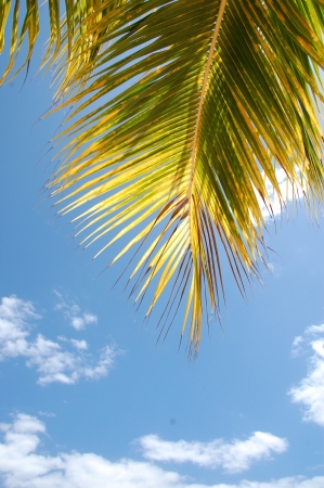 blue sky and palm leafの写真素材