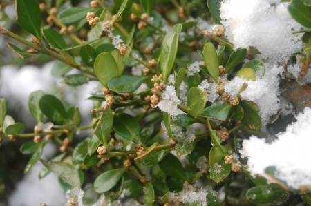 snow on leavesの写真素材